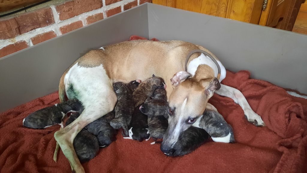 chiot Whippet du coquelicot bleu