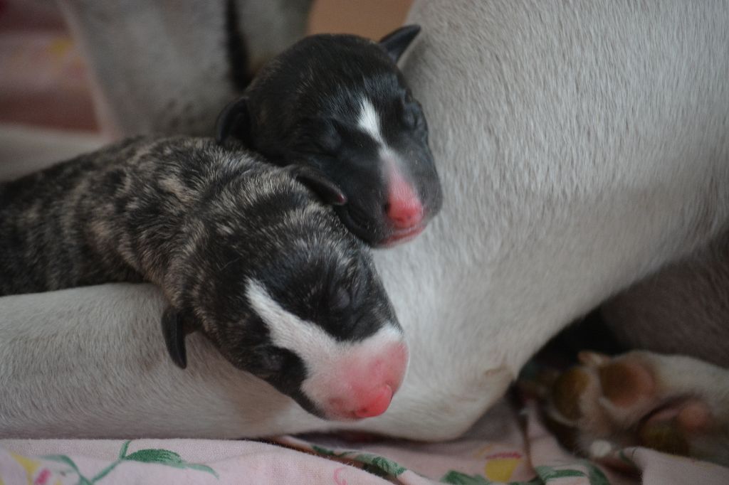 chiot Whippet du coquelicot bleu