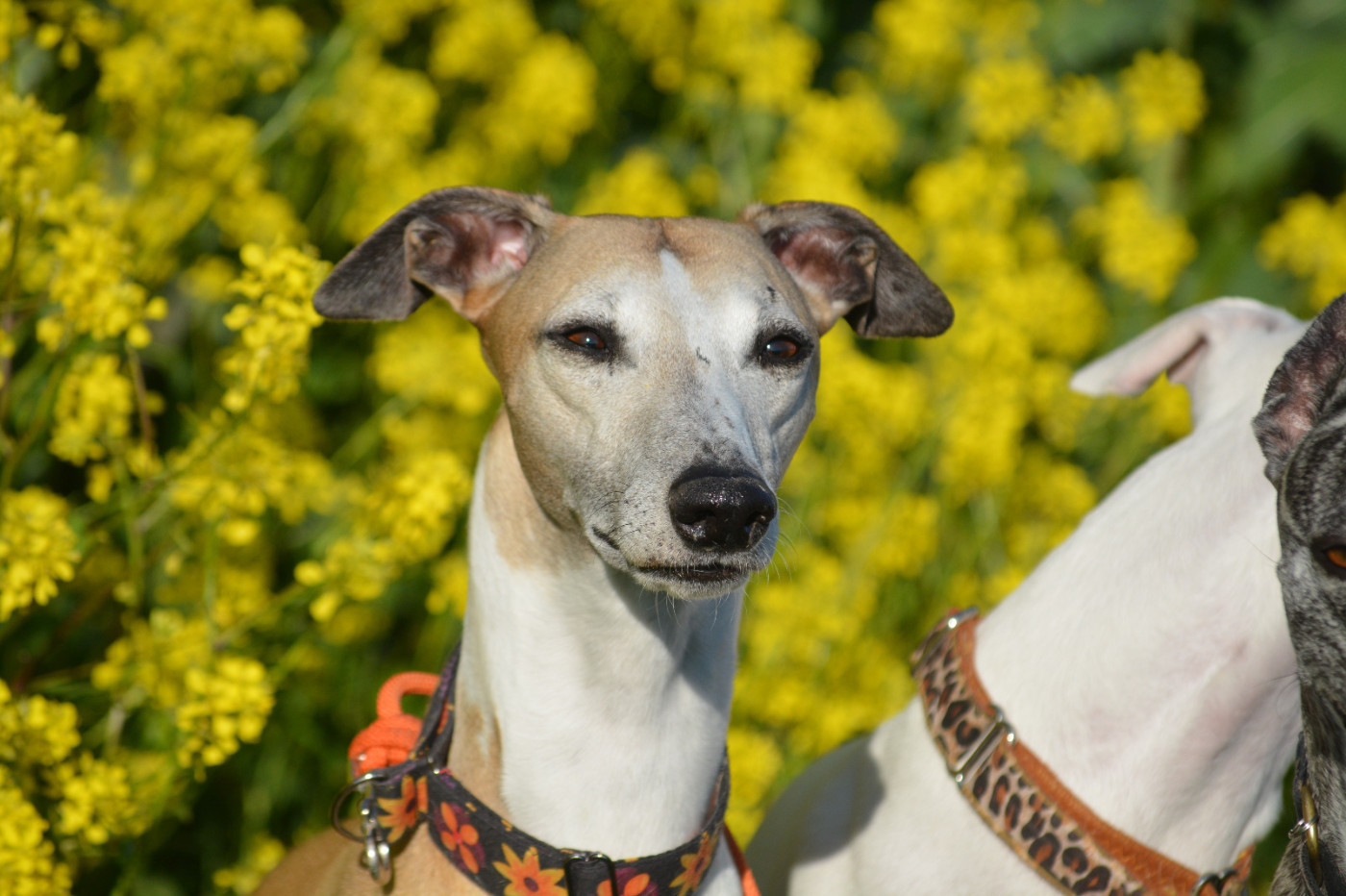 Sunny day von hoÃ«henzoller