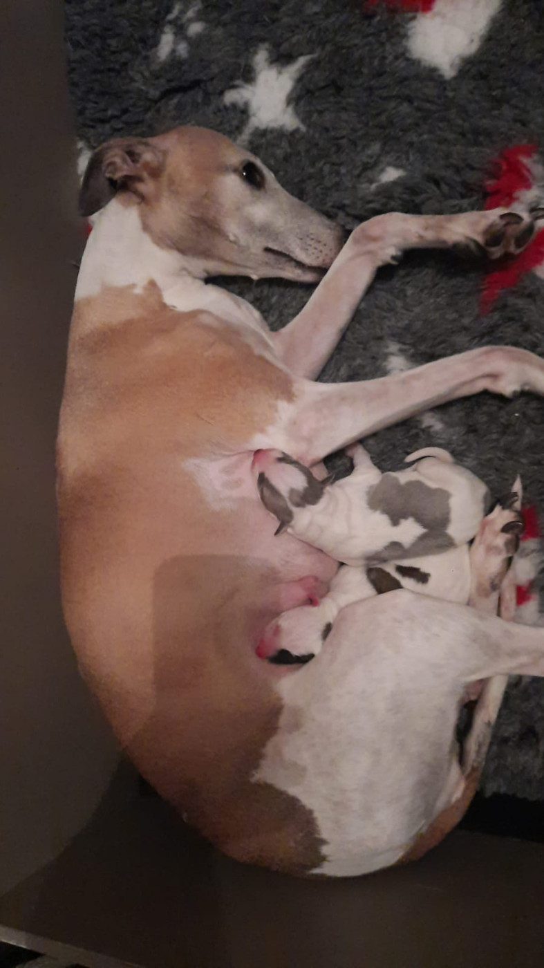 Chiot Whippet du coquelicot bleu