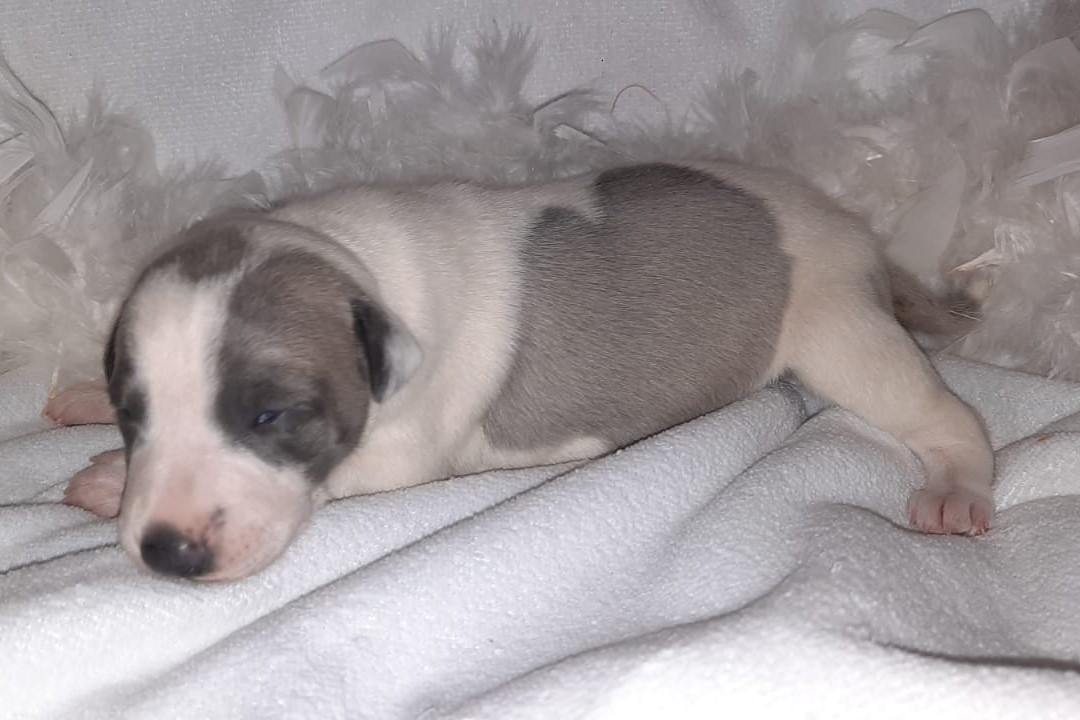 du coquelicot bleu - Chiots disponibles - Whippet