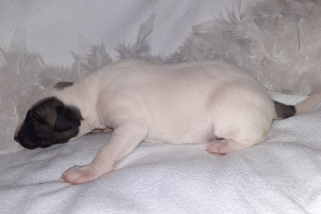du coquelicot bleu - Chiots disponibles - Whippet