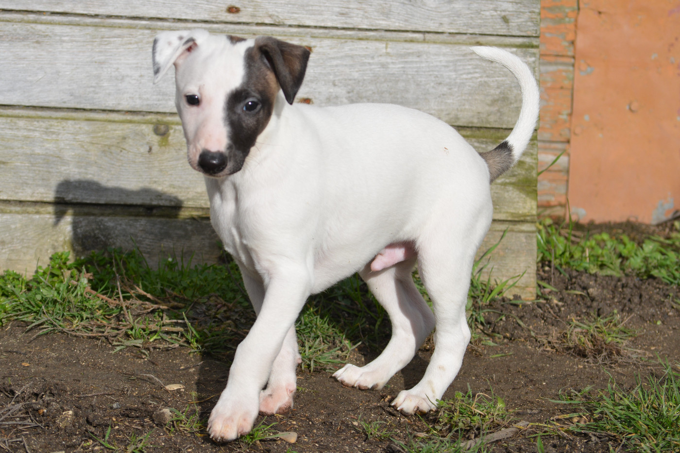 du coquelicot bleu - Chiots disponibles - Whippet