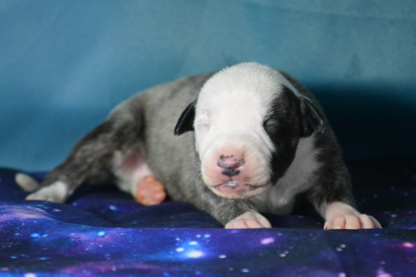 du coquelicot bleu - Chiots disponibles - Whippet