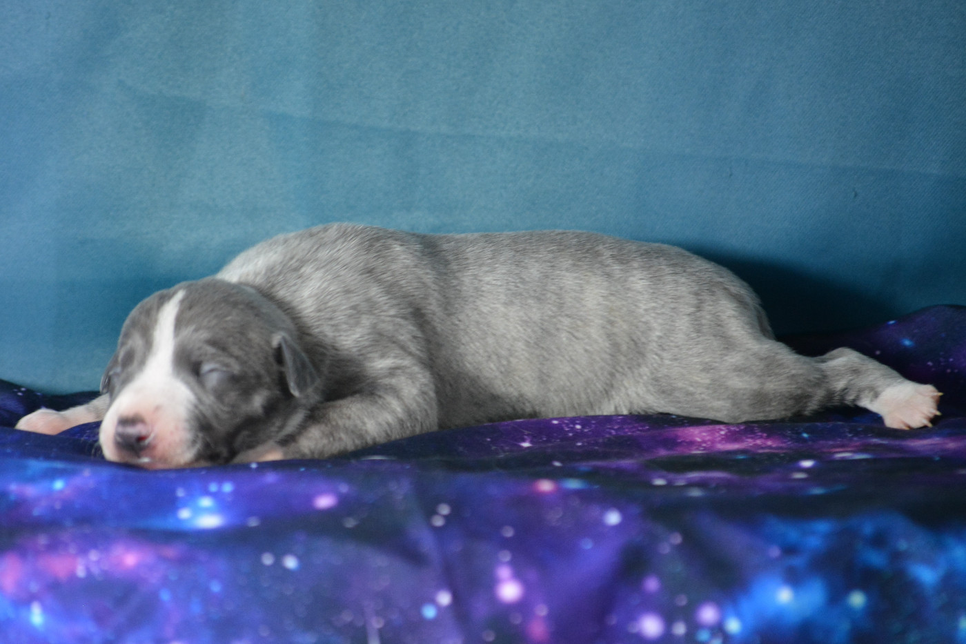 du coquelicot bleu - Chiots disponibles - Whippet