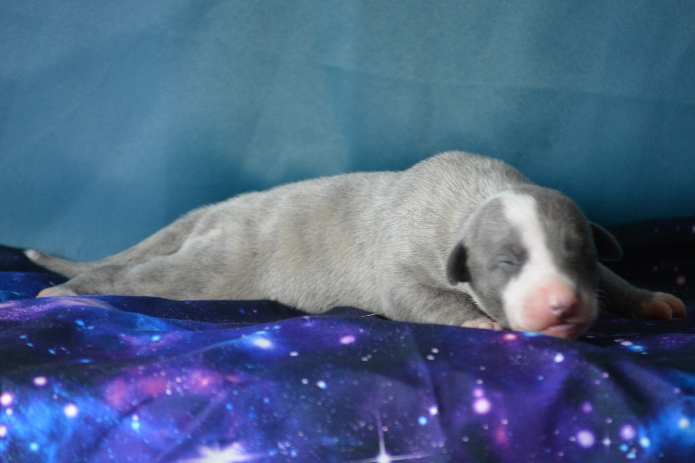 du coquelicot bleu - Chiots disponibles - Whippet