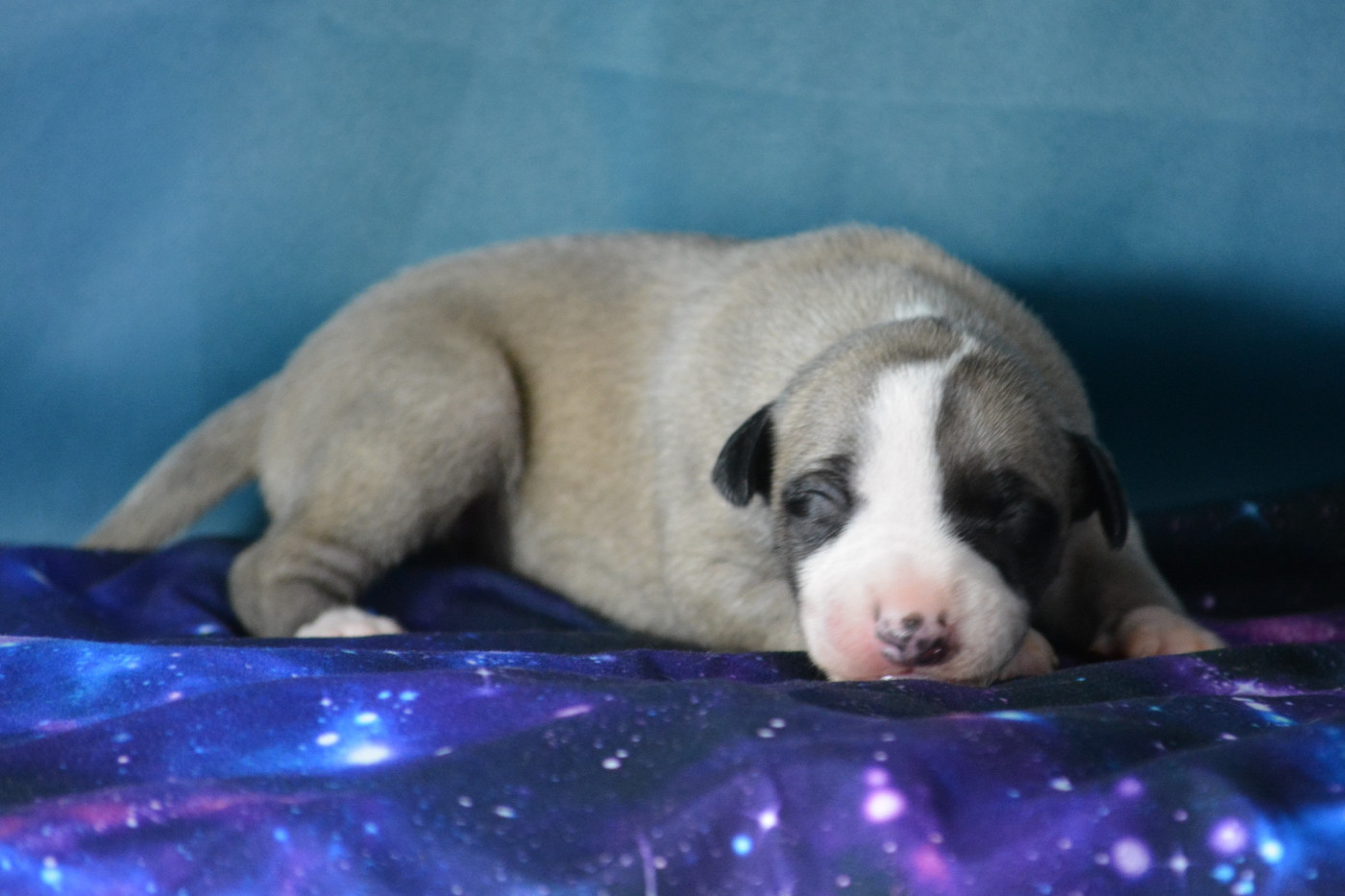 du coquelicot bleu - Chiots disponibles - Whippet