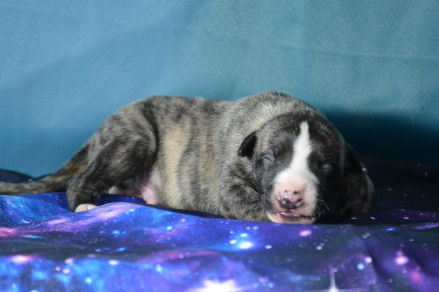 du coquelicot bleu - Chiots disponibles - Whippet
