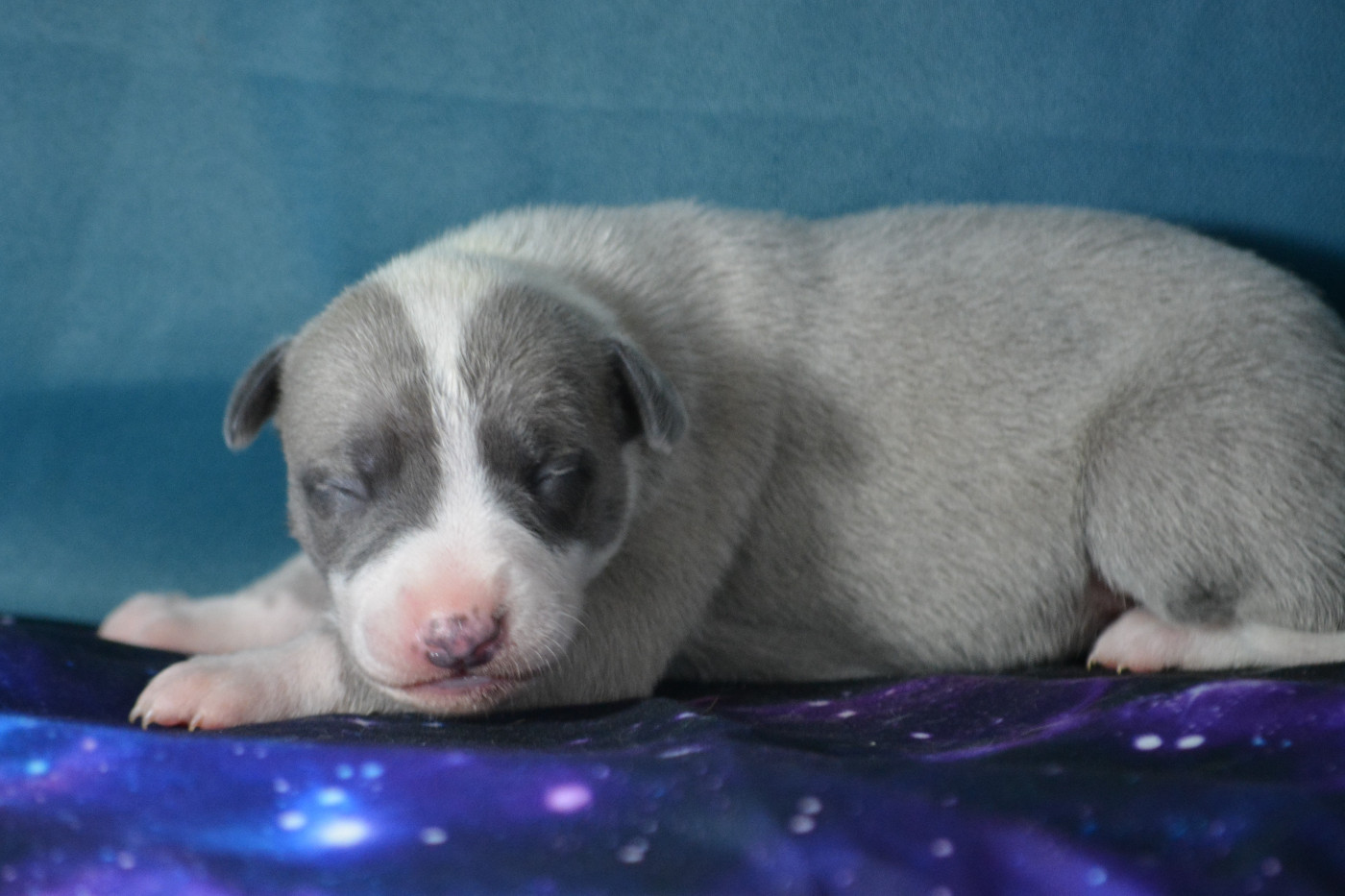 du coquelicot bleu - Chiots disponibles - Whippet