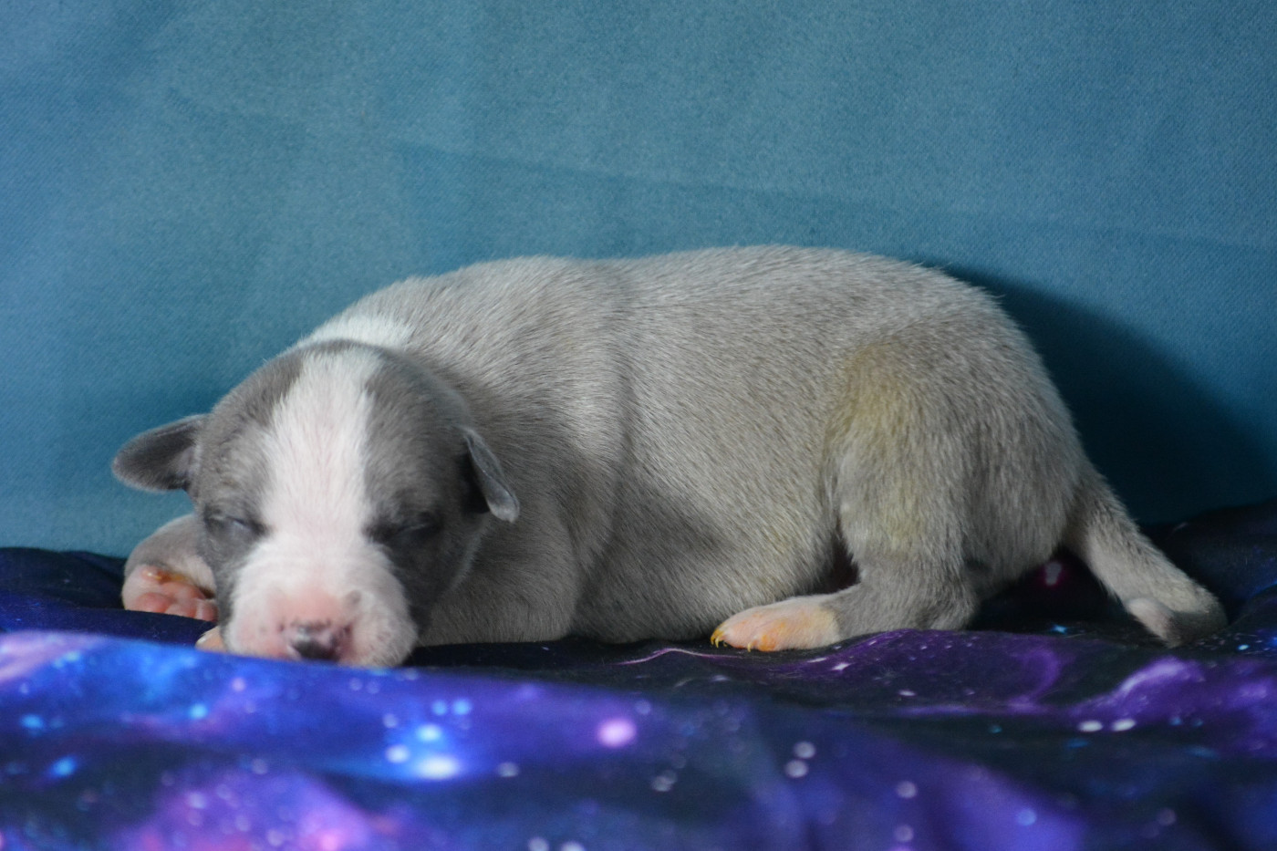 du coquelicot bleu - Chiots disponibles - Whippet