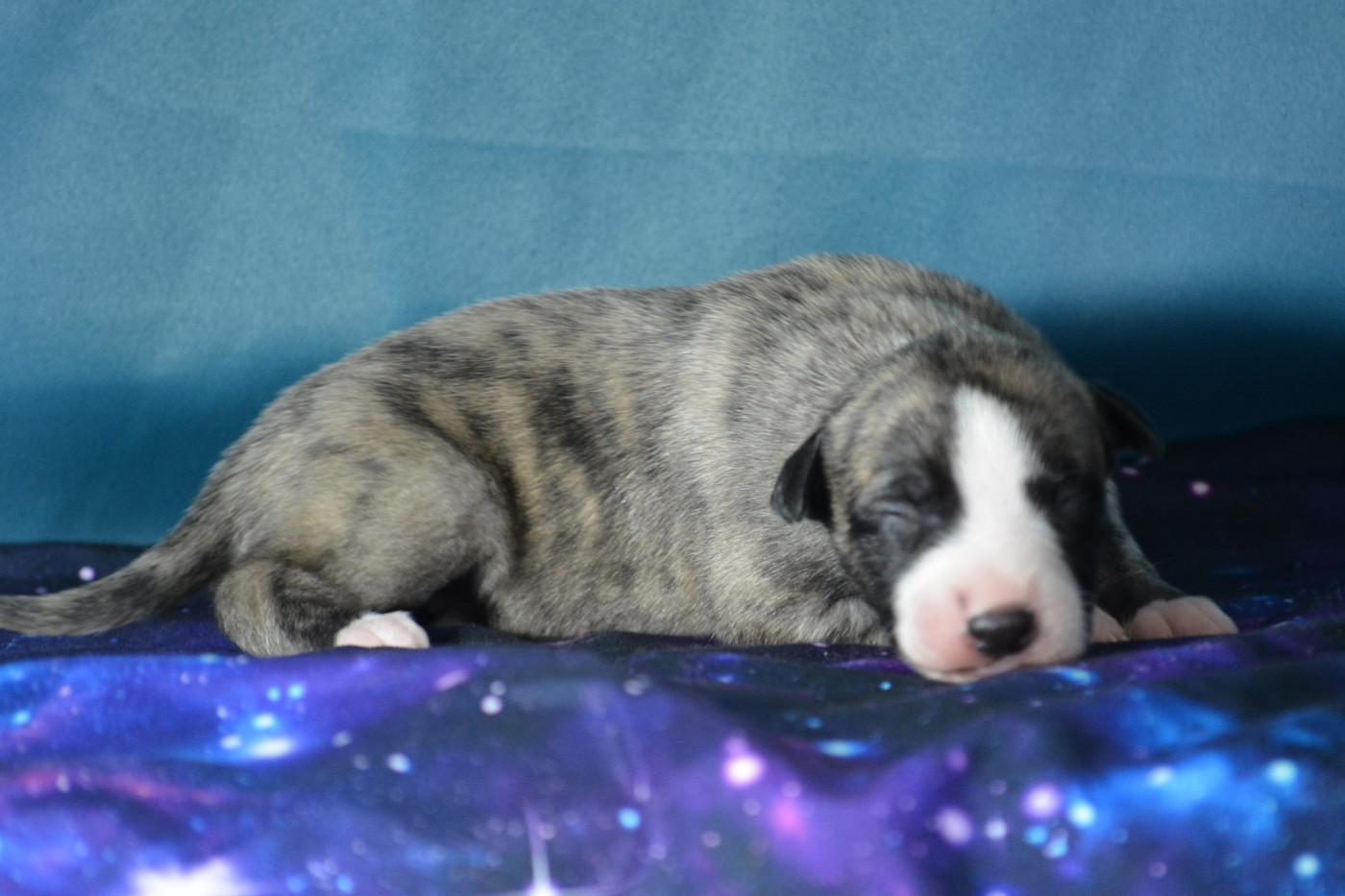 du coquelicot bleu - Chiots disponibles - Whippet