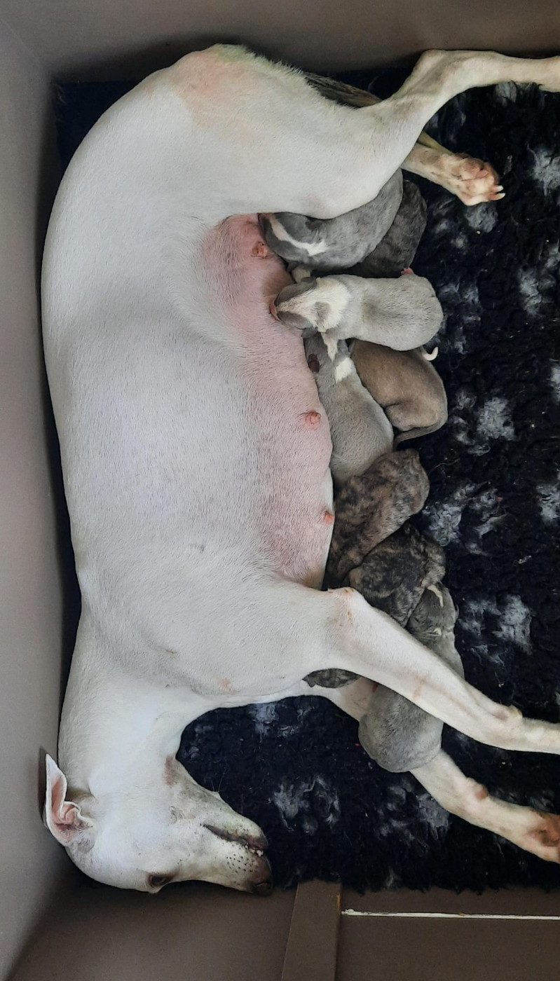 Chiot Whippet du coquelicot bleu