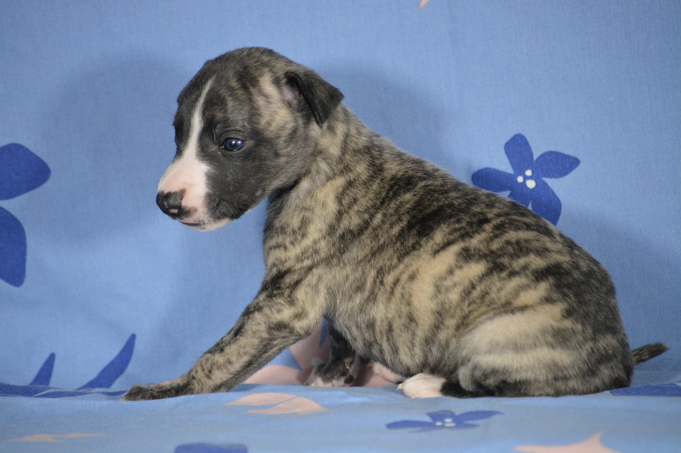 du coquelicot bleu - Chiots disponibles - Whippet