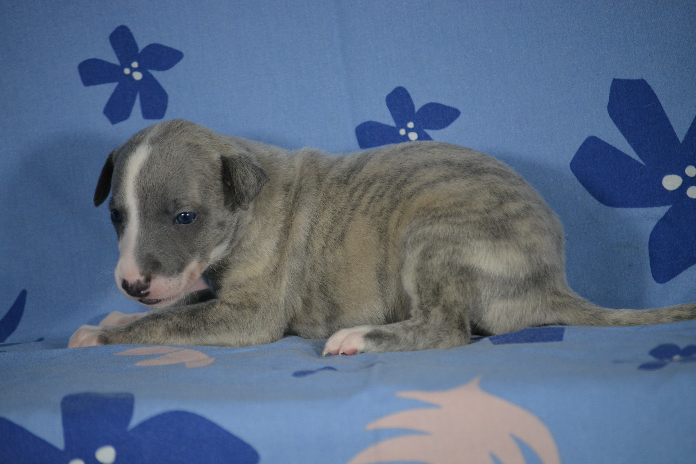du coquelicot bleu - Chiots disponibles - Whippet
