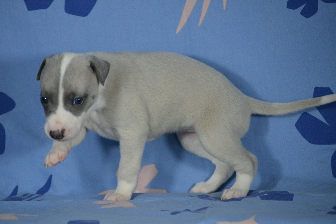 du coquelicot bleu - Chiots disponibles - Whippet