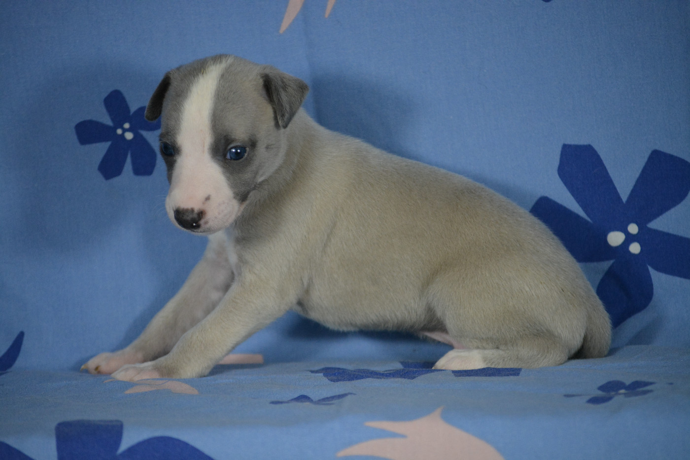du coquelicot bleu - Chiots disponibles - Whippet