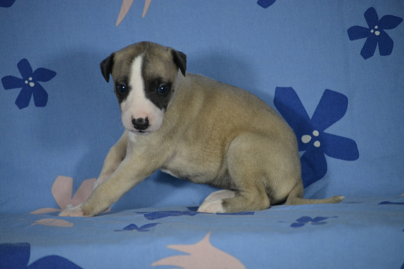 du coquelicot bleu - Chiots disponibles - Whippet