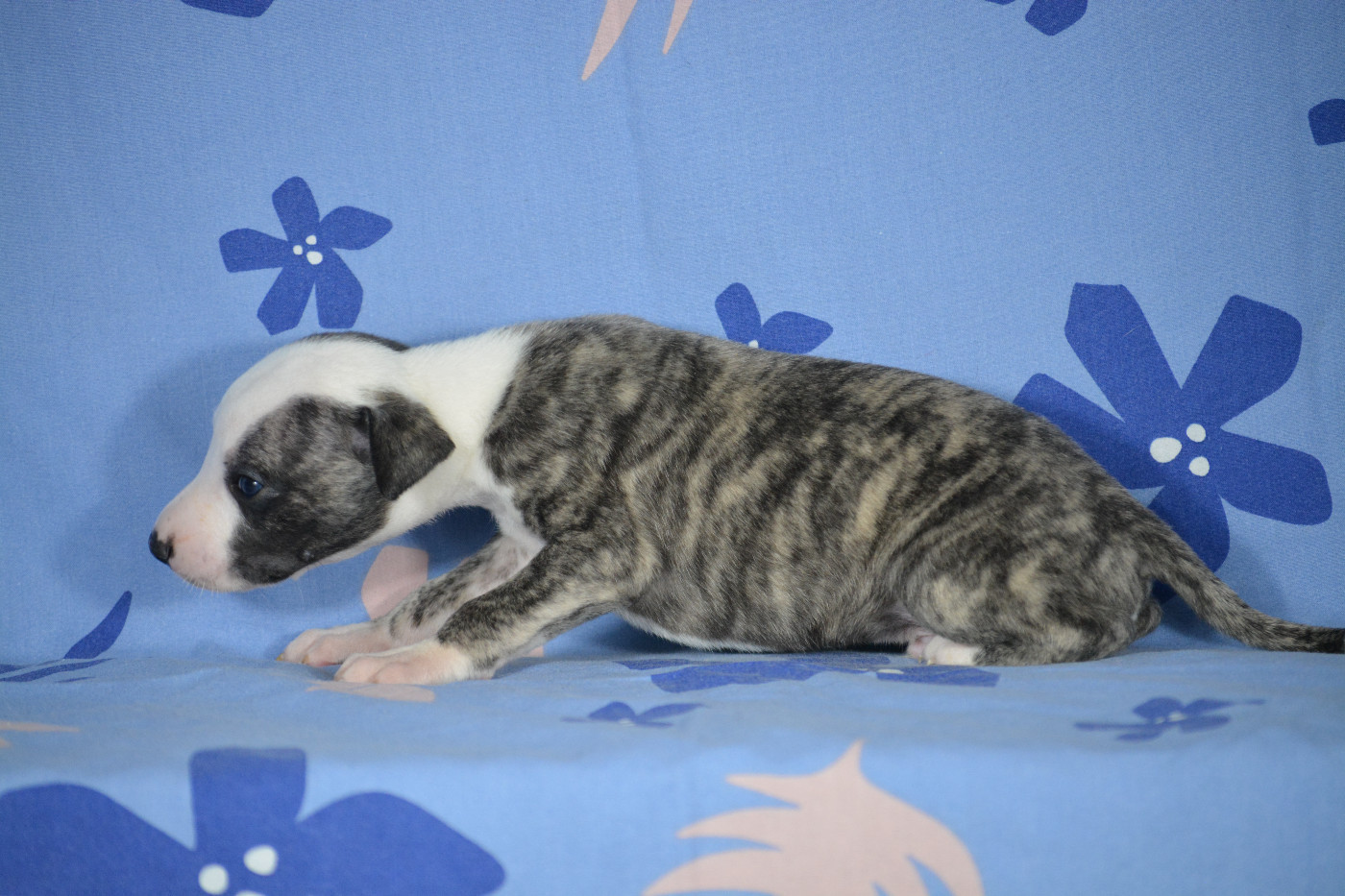 du coquelicot bleu - Chiots disponibles - Whippet