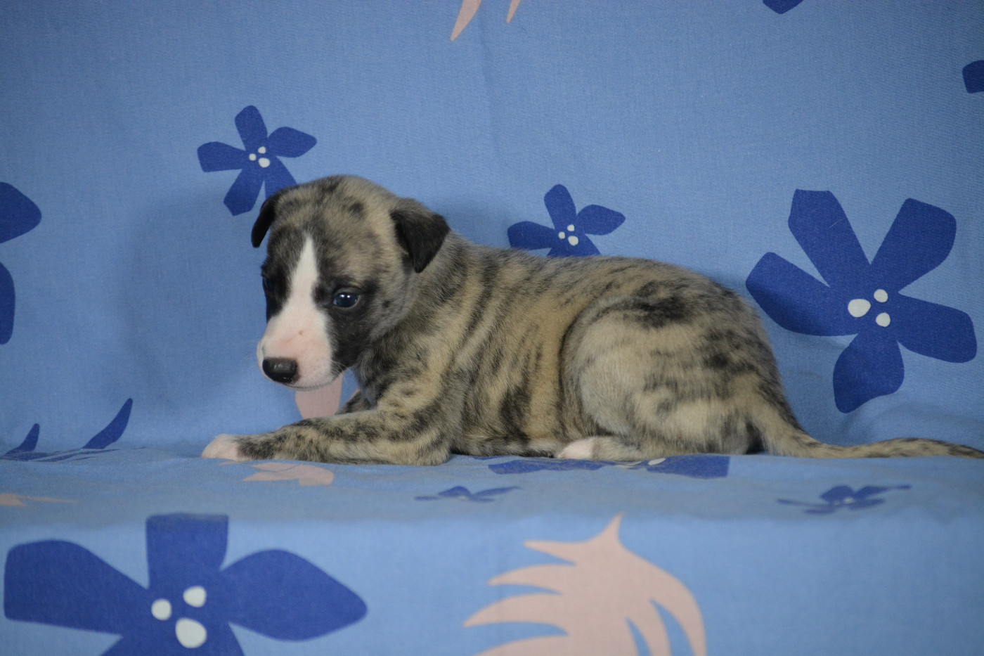 du coquelicot bleu - Chiots disponibles - Whippet