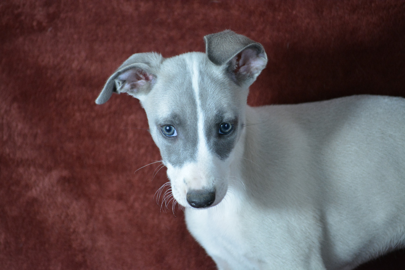 du coquelicot bleu - Chiots disponibles - Whippet