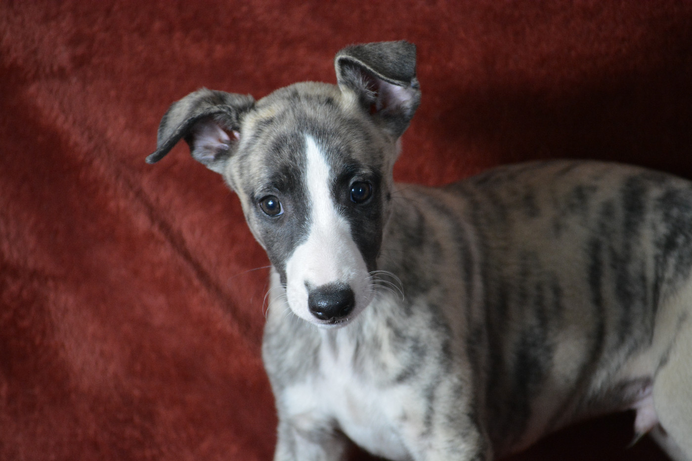 du coquelicot bleu - Chiots disponibles - Whippet