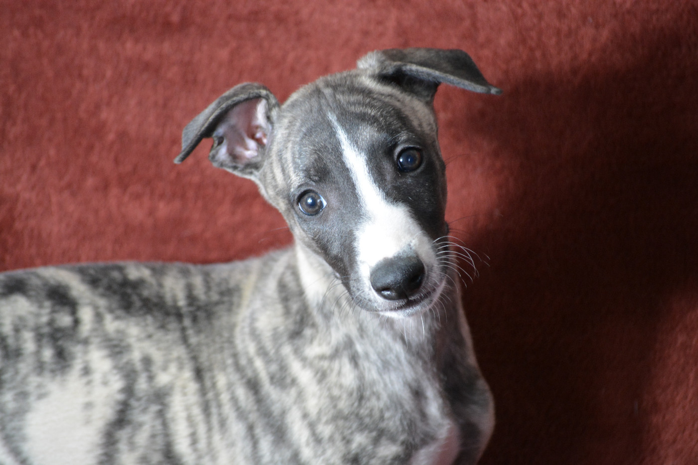 du coquelicot bleu - Chiots disponibles - Whippet