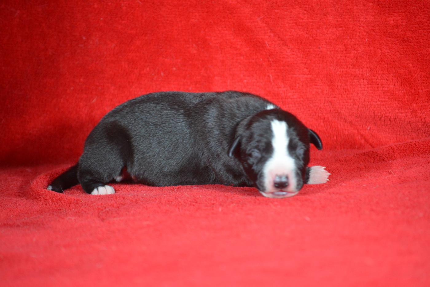 du coquelicot bleu - Chiots disponibles - Whippet