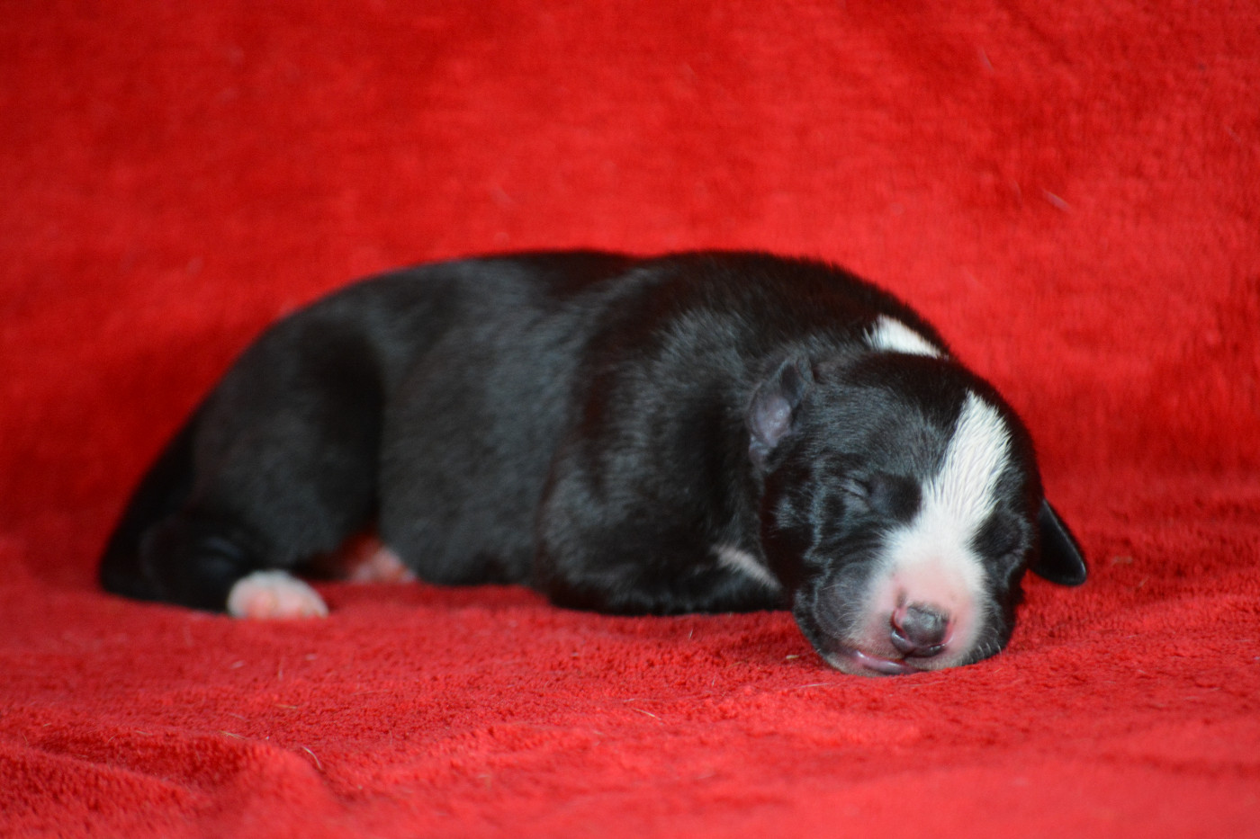 du coquelicot bleu - Chiots disponibles - Whippet