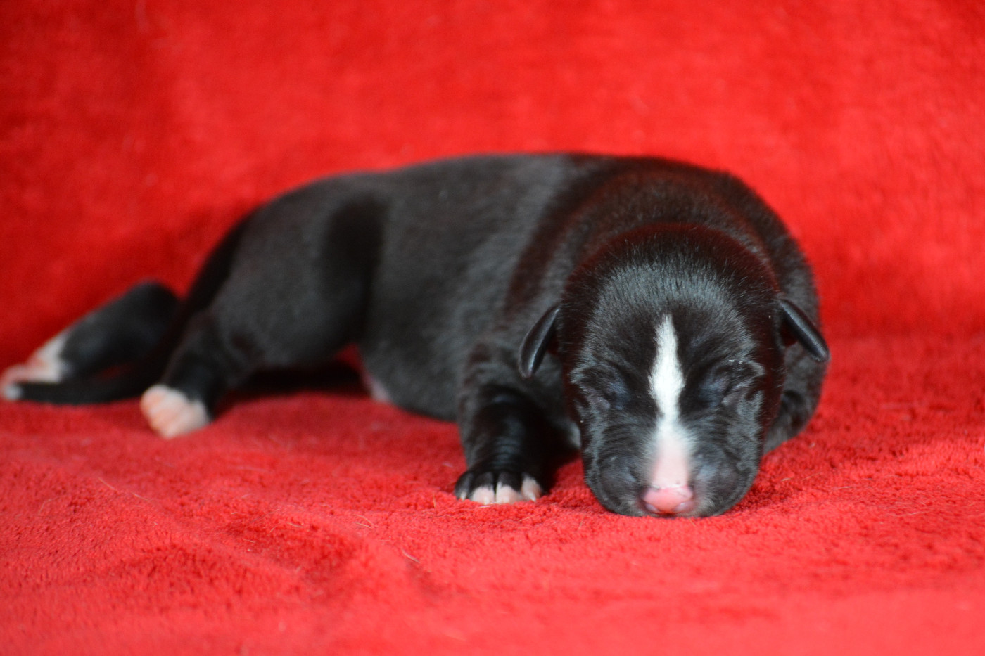 du coquelicot bleu - Chiots disponibles - Whippet