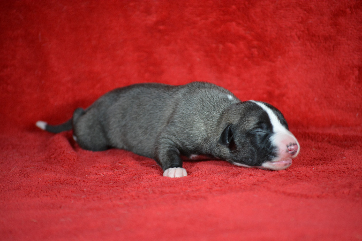 du coquelicot bleu - Chiots disponibles - Whippet