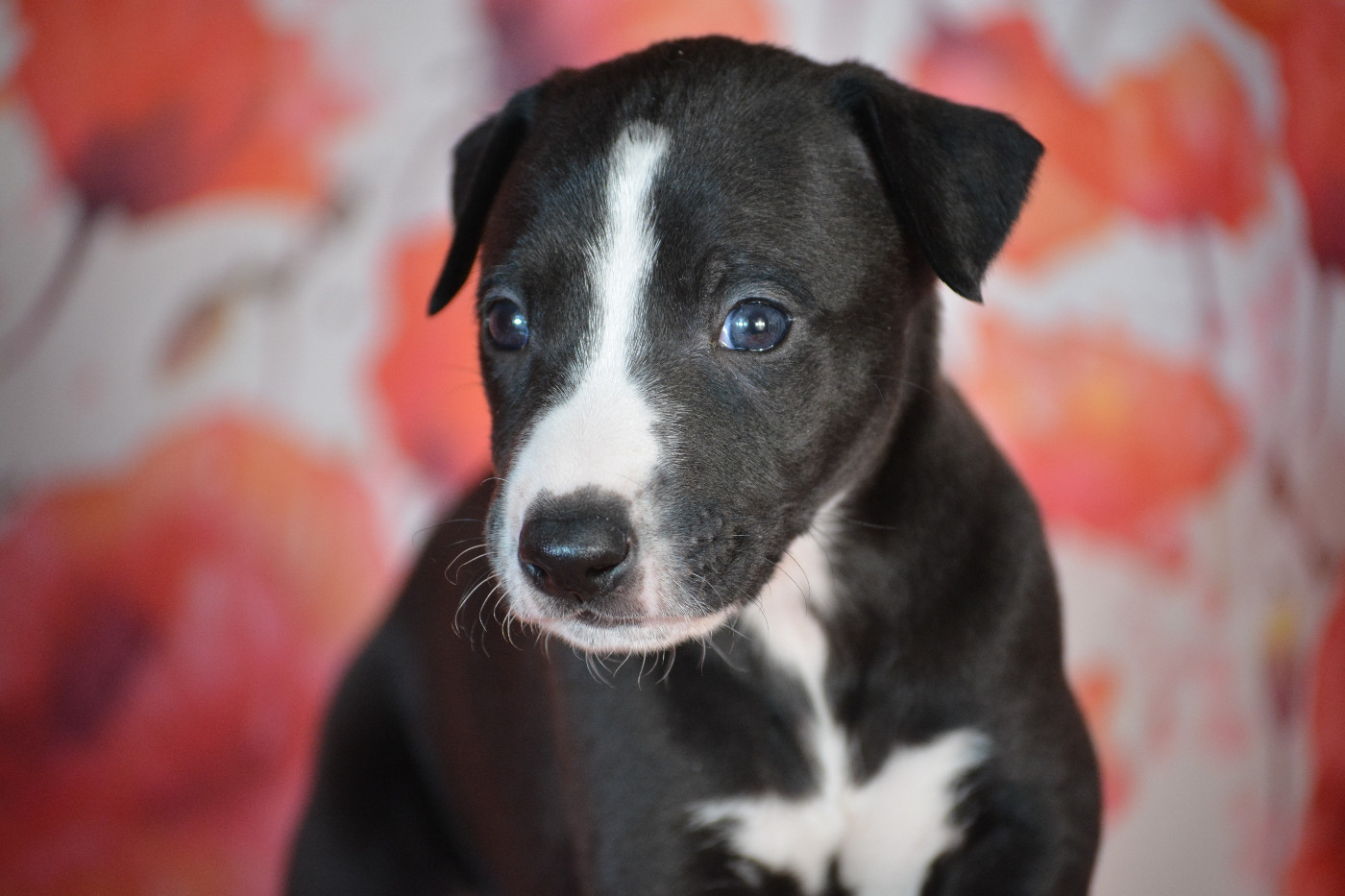 du coquelicot bleu - Chiots disponibles - Whippet