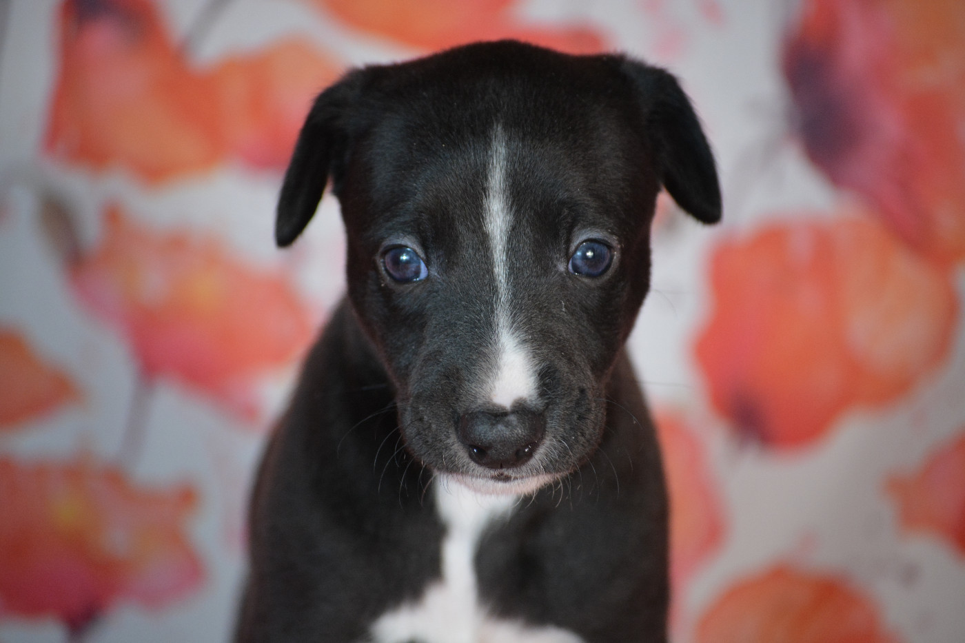 du coquelicot bleu - Chiots disponibles - Whippet