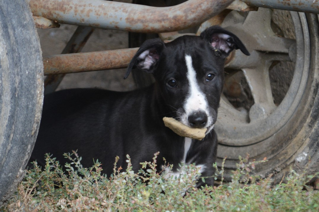 du coquelicot bleu - Chiots disponibles - Whippet