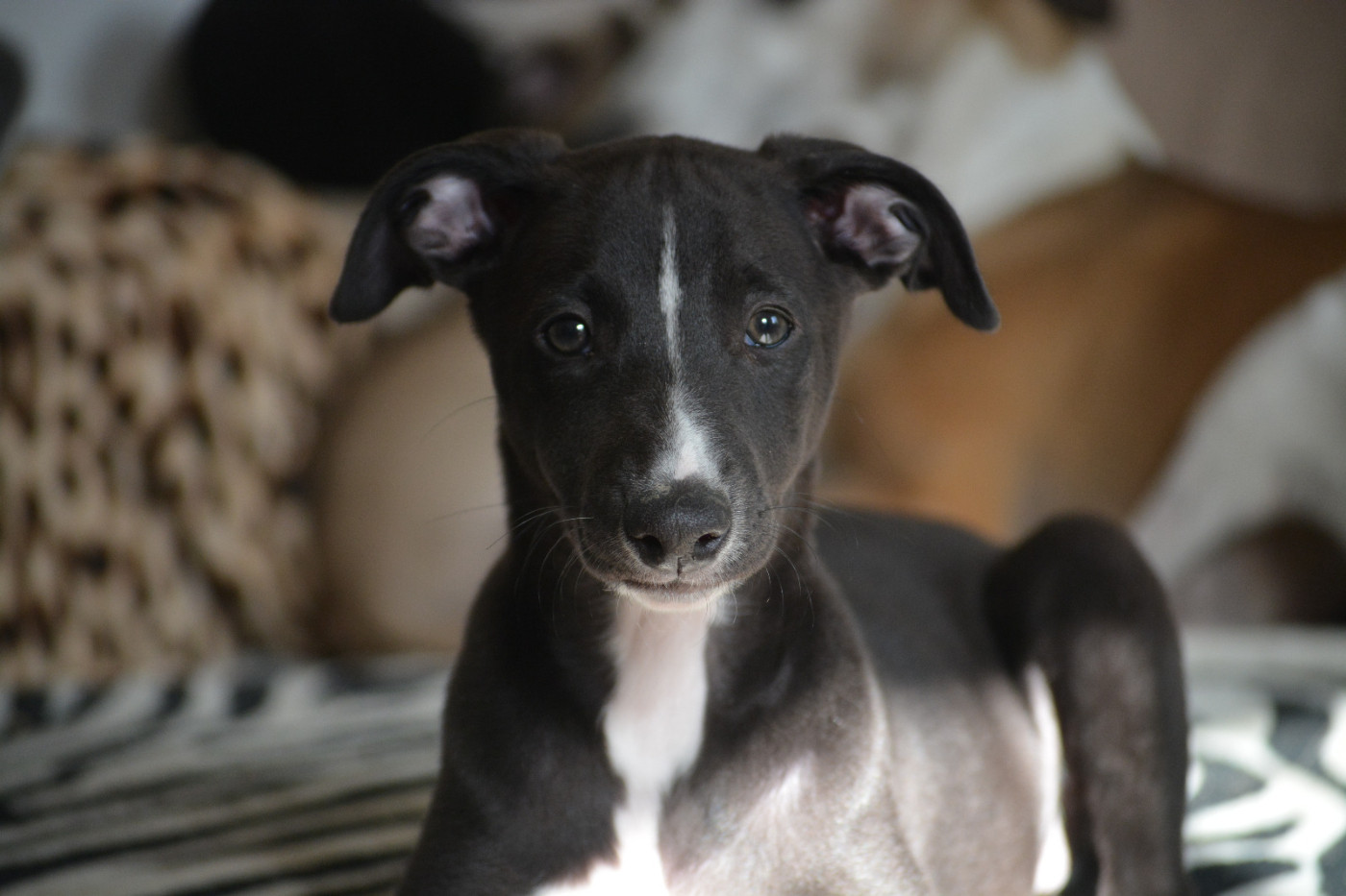 du coquelicot bleu - Chiots disponibles - Whippet