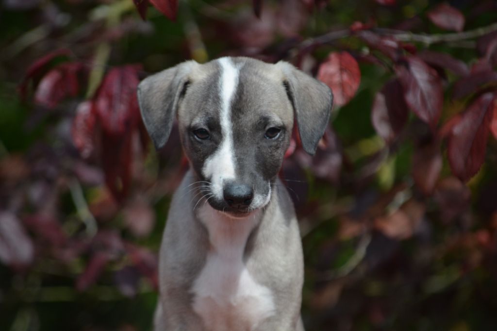 du coquelicot bleu - Chiots disponibles - Whippet