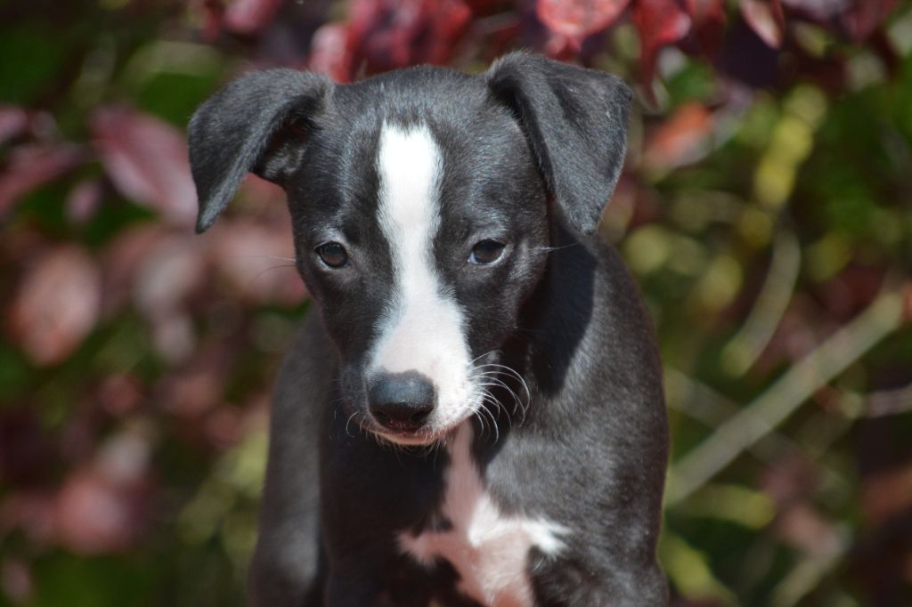du coquelicot bleu - Chiots disponibles - Whippet