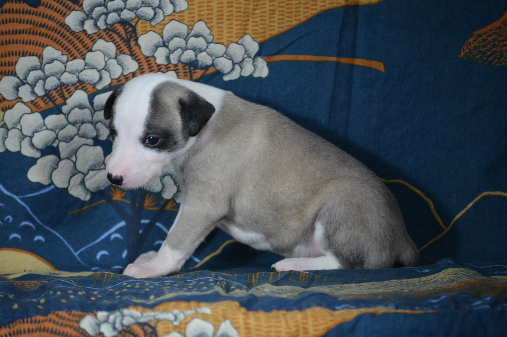 du coquelicot bleu - Chiots disponibles - Whippet