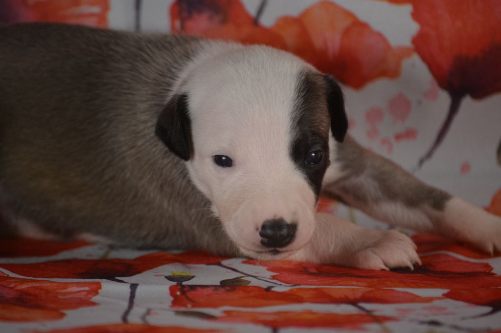 du coquelicot bleu - Chiots disponibles - Whippet