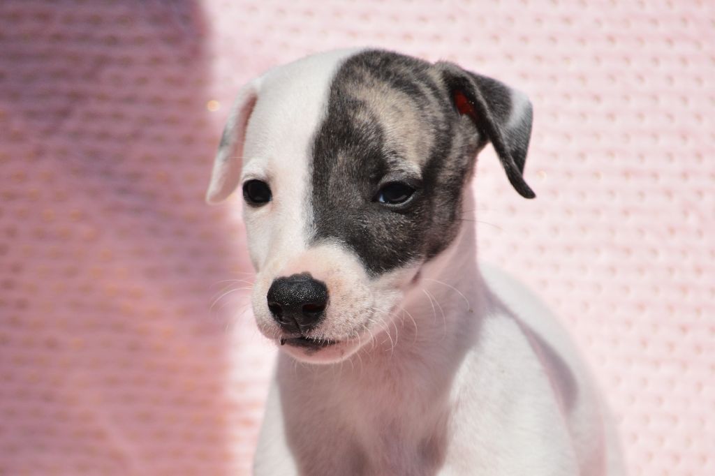 du coquelicot bleu - Chiots disponibles - Whippet