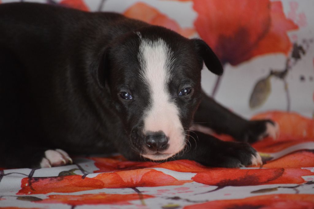 du coquelicot bleu - Chiots disponibles - Whippet