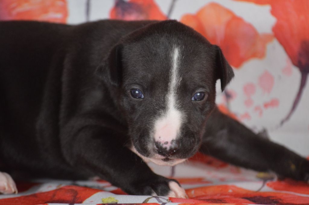 du coquelicot bleu - Chiots disponibles - Whippet