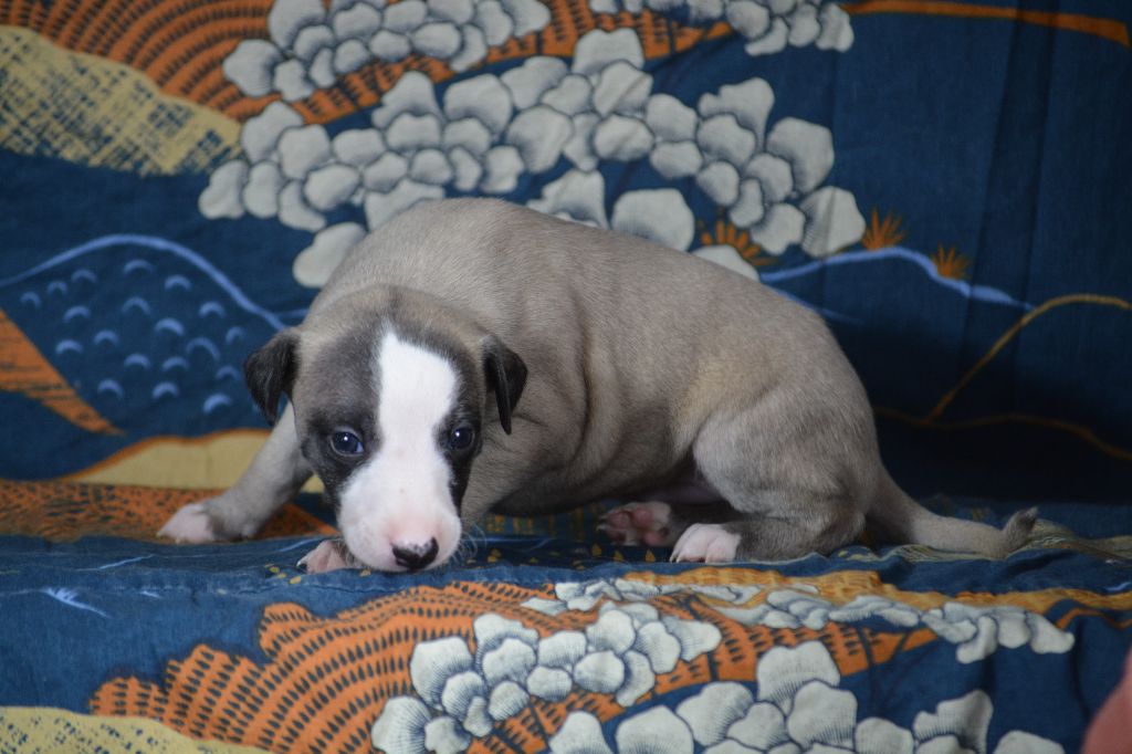 du coquelicot bleu - Chiots disponibles - Whippet