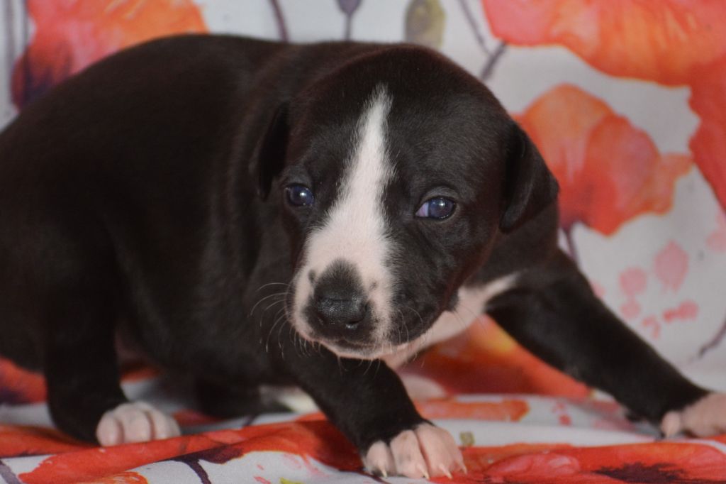 du coquelicot bleu - Chiots disponibles - Whippet