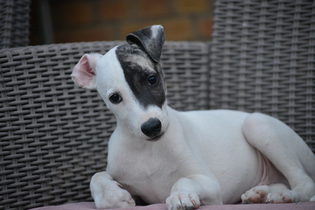 du coquelicot bleu - Chiots disponibles - Whippet