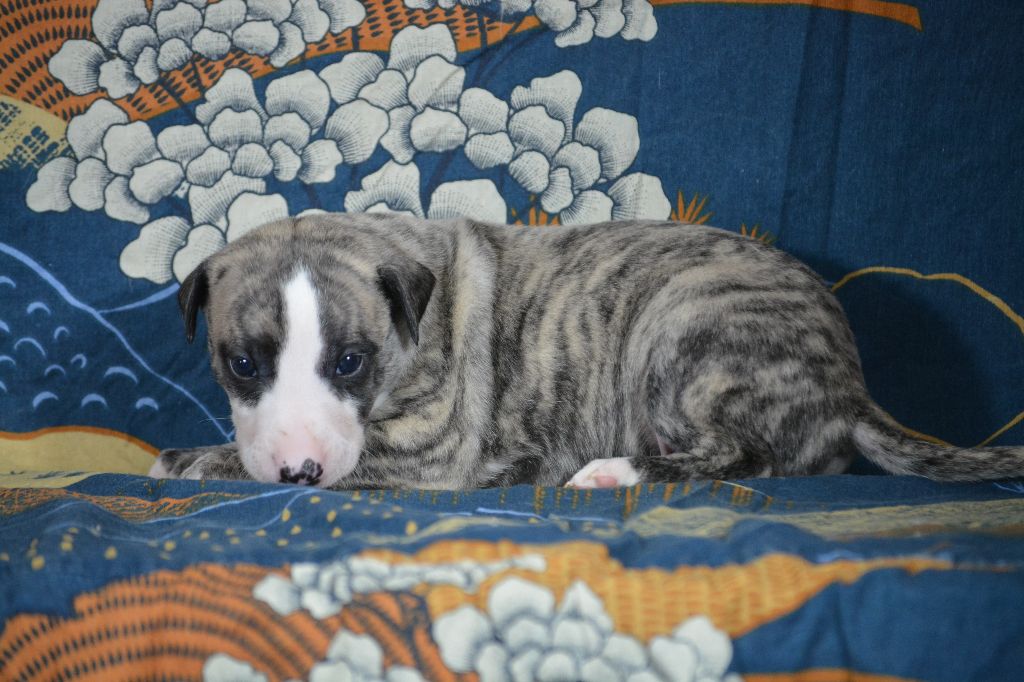 du coquelicot bleu - Chiots disponibles - Whippet