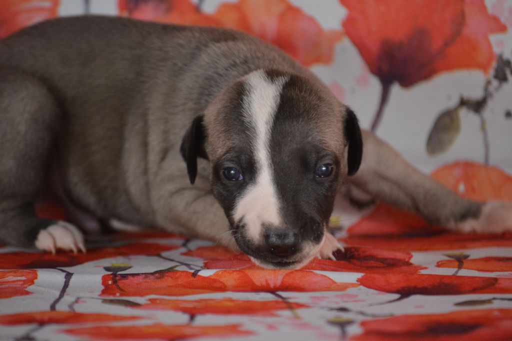 du coquelicot bleu - Chiots disponibles - Whippet
